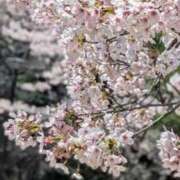 ヒメ日記 2026/04/15 16:54 投稿 みな 熟女の風俗最終章 仙台店