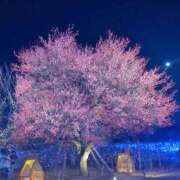 ヒメ日記 2025/03/15 13:11 投稿 みゆ(人妻) THE・TRY