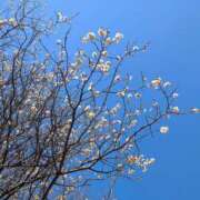 ヒメ日記 2025/03/25 21:52 投稿 みゆ(人妻) THE・TRY