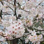 ヒメ日記 2025/04/16 09:28 投稿 みゆ(人妻) THE・TRY