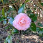 ヒメ日記 2025/06/13 22:47 投稿 みゆ(人妻) THE・TRY