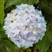 ヒメ日記 2025/06/17 08:58 投稿 みゆ(人妻) THE・TRY