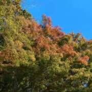 ヒメ日記 2025/10/10 12:52 投稿 みゆ(人妻) THE・TRY