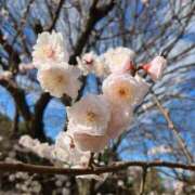 ヒメ日記 2026/03/11 15:01 投稿 みゆ(人妻) THE・TRY