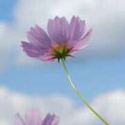 ヒメ日記 2025/02/27 07:24 投稿 も　か XSTASY（エクスタシー）