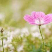 ヒメ日記 2025/04/01 06:35 投稿 も　か XSTASY（エクスタシー）