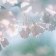 ヒメ日記 2025/04/09 11:59 投稿 も　か XSTASY（エクスタシー）