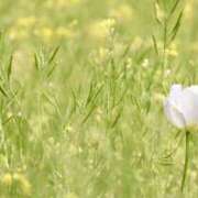 ヒメ日記 2025/04/28 05:44 投稿 も　か XSTASY（エクスタシー）