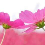 ヒメ日記 2025/04/29 06:27 投稿 も　か XSTASY（エクスタシー）