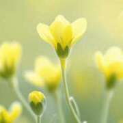 ヒメ日記 2025/07/15 06:19 投稿 も　か XSTASY（エクスタシー）