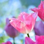 ヒメ日記 2025/08/17 05:04 投稿 も　か XSTASY（エクスタシー）