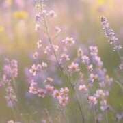 ヒメ日記 2025/09/17 06:22 投稿 も　か XSTASY（エクスタシー）