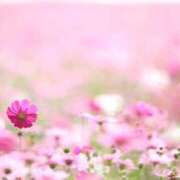 ヒメ日記 2025/11/20 05:59 投稿 も　か XSTASY（エクスタシー）