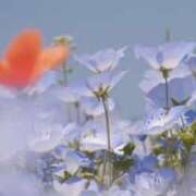 も　か 今後の日程です。 XSTASY（エクスタシー）