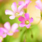 ヒメ日記 2026/01/17 05:36 投稿 も　か XSTASY（エクスタシー）