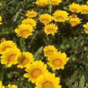 ヒメ日記 2026/02/02 05:15 投稿 も　か XSTASY（エクスタシー）