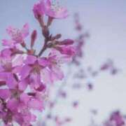 ヒメ日記 2026/02/19 13:52 投稿 も　か XSTASY（エクスタシー）