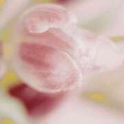 も　か おはようございます。 XSTASY（エクスタシー）