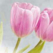 も　か 来週の出勤予定です。 XSTASY（エクスタシー）