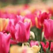 ヒメ日記 2026/03/05 05:30 投稿 も　か XSTASY（エクスタシー）