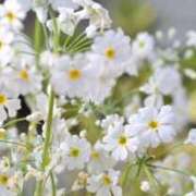 ヒメ日記 2026/03/11 05:56 投稿 も　か XSTASY（エクスタシー）