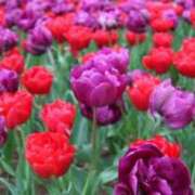 ヒメ日記 2026/03/14 06:03 投稿 も　か XSTASY（エクスタシー）