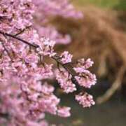 ヒメ日記 2026/03/19 05:54 投稿 も　か XSTASY（エクスタシー）