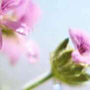 ヒメ日記 2026/03/26 07:06 投稿 も　か XSTASY（エクスタシー）