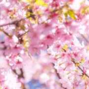 ヒメ日記 2026/04/01 05:11 投稿 も　か XSTASY（エクスタシー）