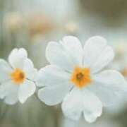 も　か おはようございます。 XSTASY（エクスタシー）