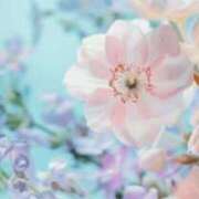 ヒメ日記 2026/04/21 05:16 投稿 も　か XSTASY（エクスタシー）