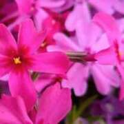 ヒメ日記 2026/04/22 05:36 投稿 も　か XSTASY（エクスタシー）