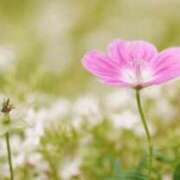 ヒメ日記 2026/04/27 05:49 投稿 も　か XSTASY（エクスタシー）