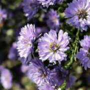 ヒメ日記 2026/05/01 10:03 投稿 も　か XSTASY（エクスタシー）