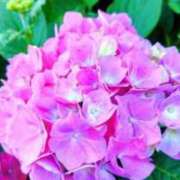 ヒメ日記 2026/06/03 05:58 投稿 も　か XSTASY（エクスタシー）