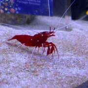 ヒメ日記 2025/01/26 18:15 投稿 安達こなつ 全裸革命orおもいっきり痴漢電車