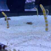 安達こなつ たいきちゅう♡ 全裸革命orおもいっきり痴漢電車