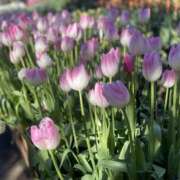 ヒメ日記 2025/01/14 13:18 投稿 ちい 治療院.LOVE 宇都宮店