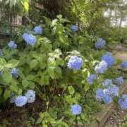 ヒメ日記 2025/07/20 23:30 投稿 ちい 治療院.LOVE 宇都宮店