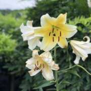 ヒメ日記 2025/07/28 21:12 投稿 あやね 治療院.LOVE 宇都宮店