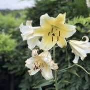 ヒメ日記 2026/01/14 19:51 投稿 あやね 治療院.LOVE 宇都宮店