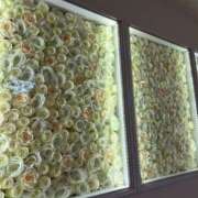 ヒメ日記 2026/09/16 16:12 投稿 あやね 治療院.LOVE 宇都宮店