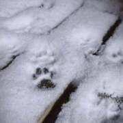 ヒメ日記 2025/01/10 08:45 投稿 サツキさん ラバーズリアリティクラブ ブリリアントガールズ