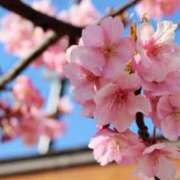 ヒメ日記 2025/03/25 07:38 投稿 サツキさん ラバーズリアリティクラブ ブリリアントガールズ