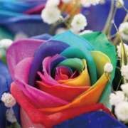 ヒメ日記 2025/05/03 12:00 投稿 サツキさん ラバーズリアリティクラブ ブリリアントガールズ