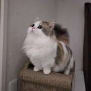 ヒメ日記 2025/08/14 18:00 投稿 サツキさん ラバーズリアリティクラブ ブリリアントガールズ