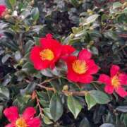 ヒメ日記 2025/01/05 13:14 投稿 はな 奥様鉄道69 岡山店