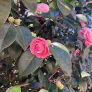 ヒメ日記 2025/01/27 17:57 投稿 はな 奥様鉄道69 岡山店