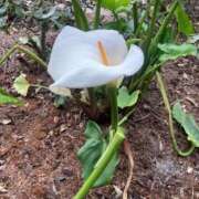 ヒメ日記 2025/02/06 20:39 投稿 はな 奥様鉄道69 岡山店