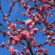 ヒメ日記 2025/02/27 12:59 投稿 はな 奥様鉄道69 岡山店